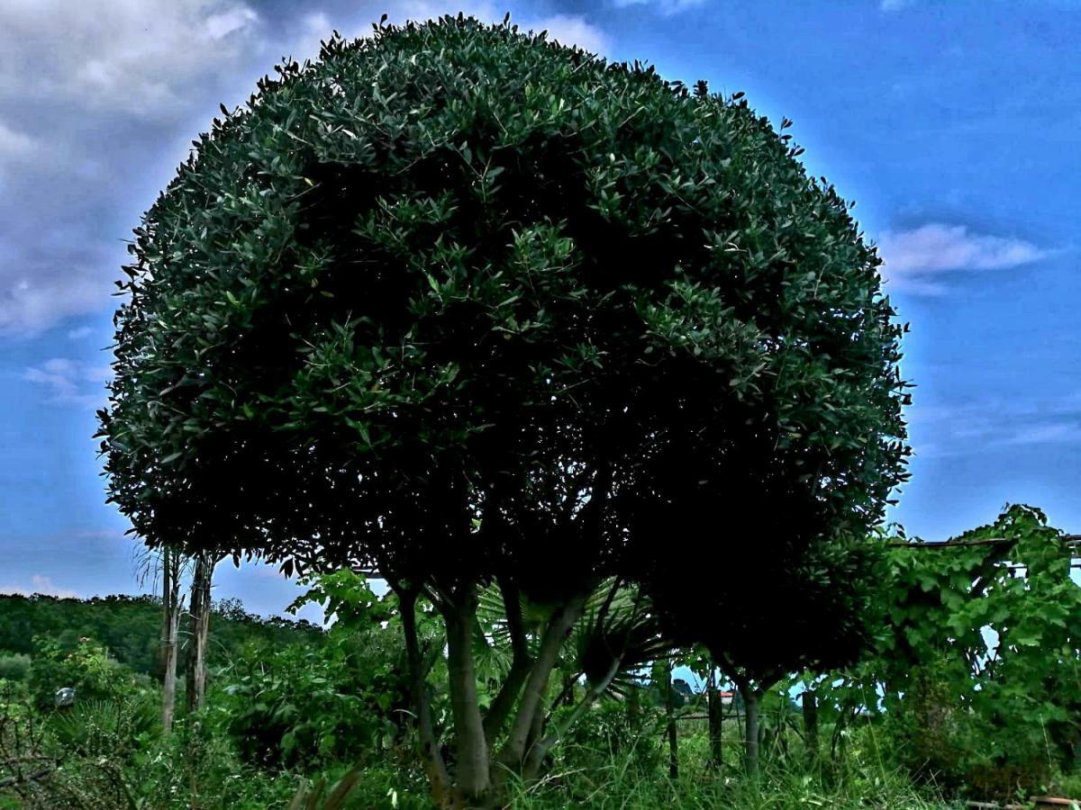 Villa Etna Masi' Milo Bagian luar foto